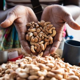 Produção da castanha de cajú na Zambézia atinge 50 toneladas ao ano